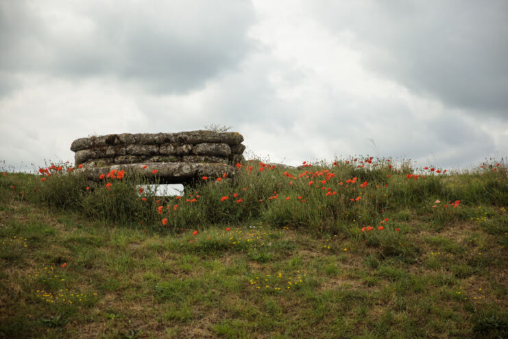 Poppies growing along the edges of the Trench of Death (